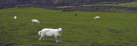 In search of the ‘5-Legged Sheep’ of Acquisition Targets