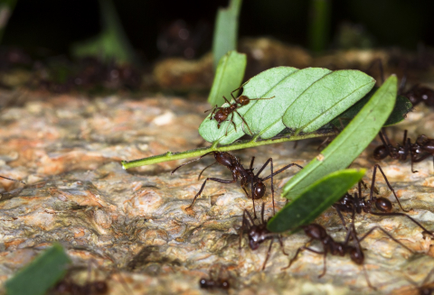 Lessons from Ants on Surviving & Thriving